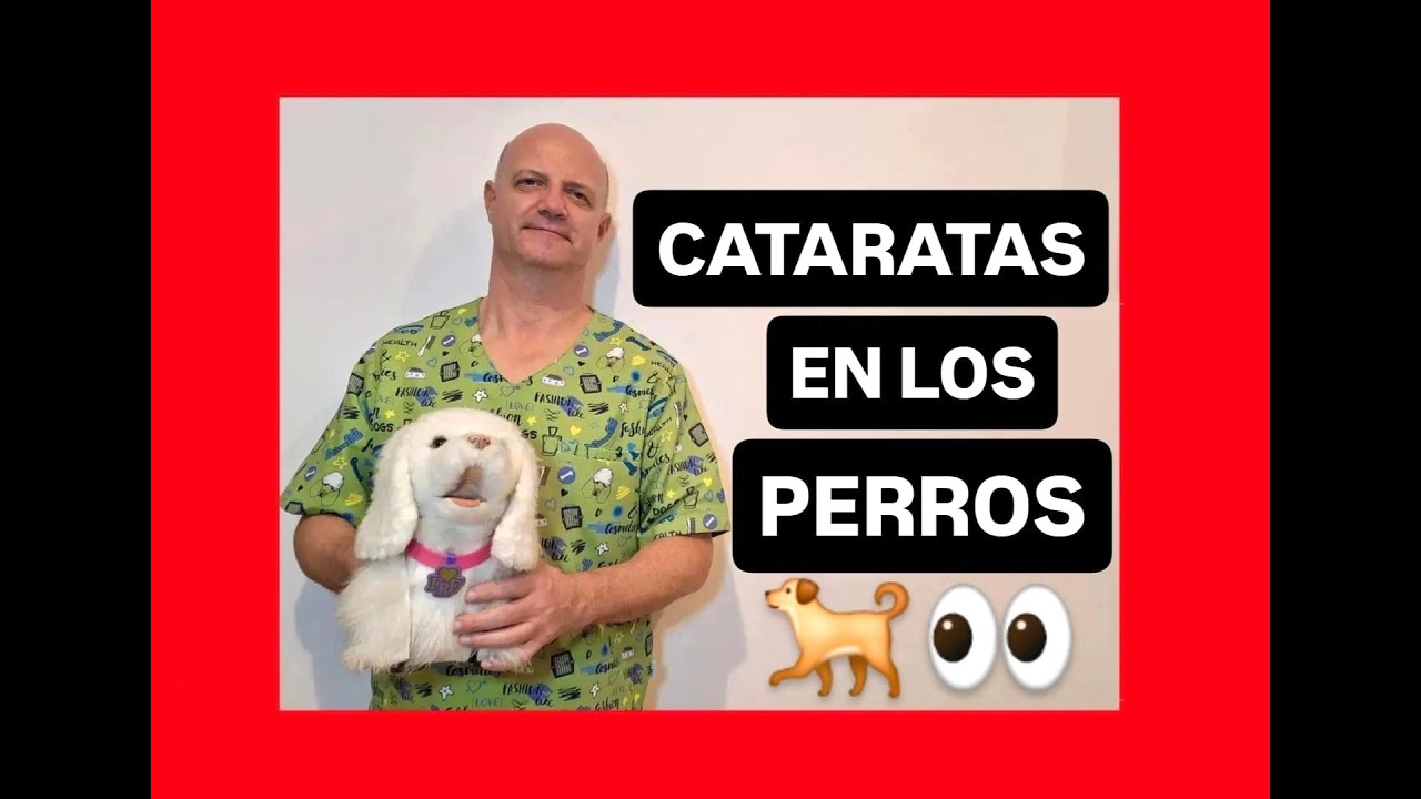 Cataratas en los perros.