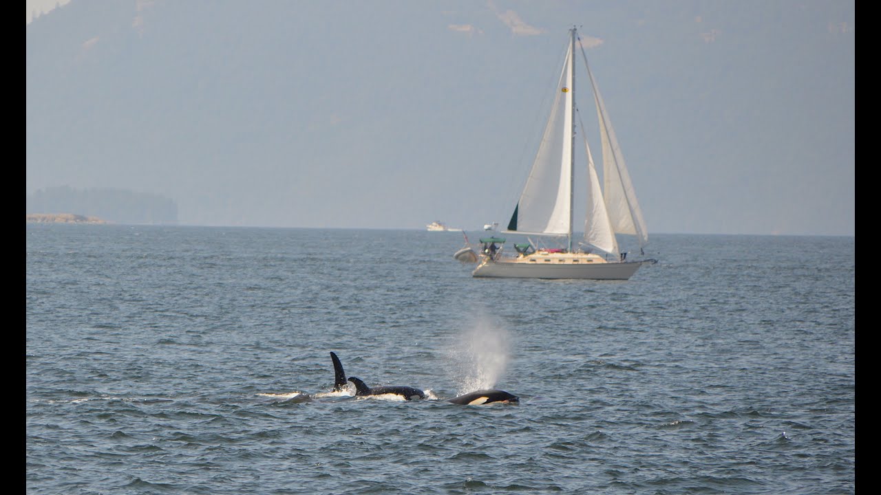 Whale watching - Boat Cruise:  Bellingham, Washington Aug 2020