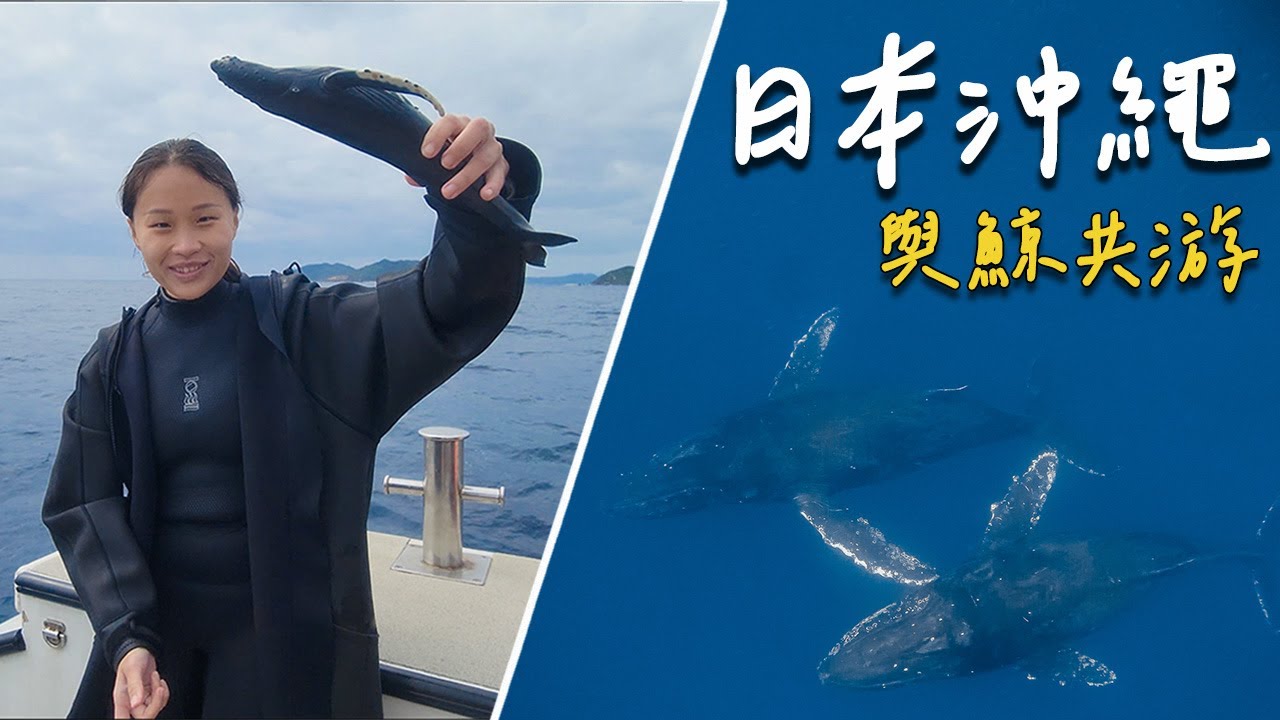 【沖繩與鯨魚共遊🇯🇵Swim with Whales in Japan】日本沖繩冬季限定超夢幻行程🐋欣賞全世界最溫柔的座頭鯨母子共游  | 日本Vlog #2