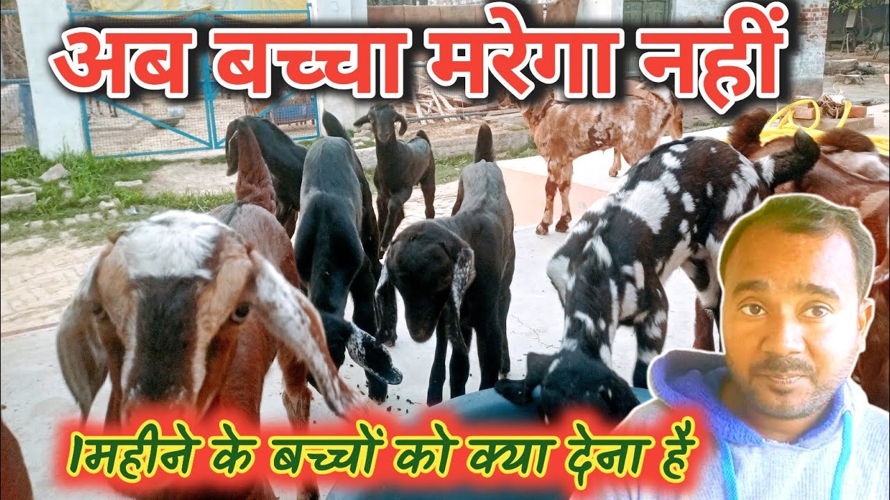 एक महीने के मेमनें को क्या खिलायें |One Month Goat Kid Feed|Vimalumrao