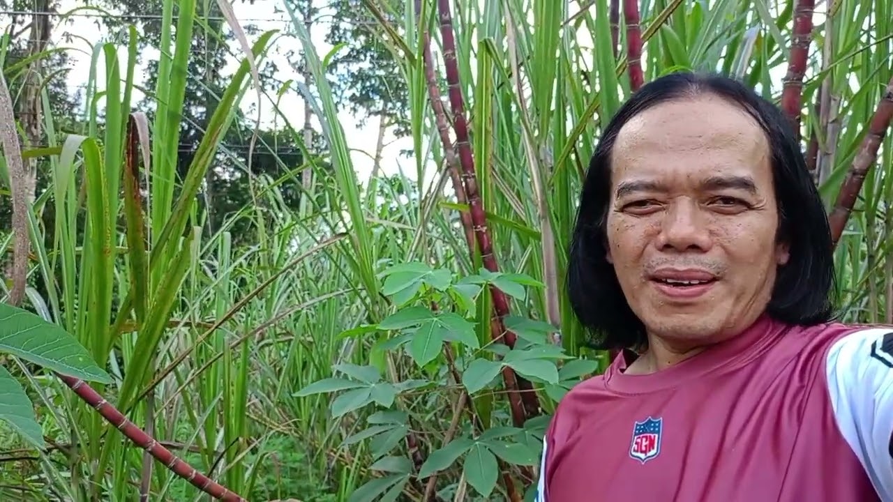 REVIEW SANTAI DI KEBUN GELAGAH @TEBU BERADAR SINOR PERTEMUAN 1/2/2026 @lanselamanya8077