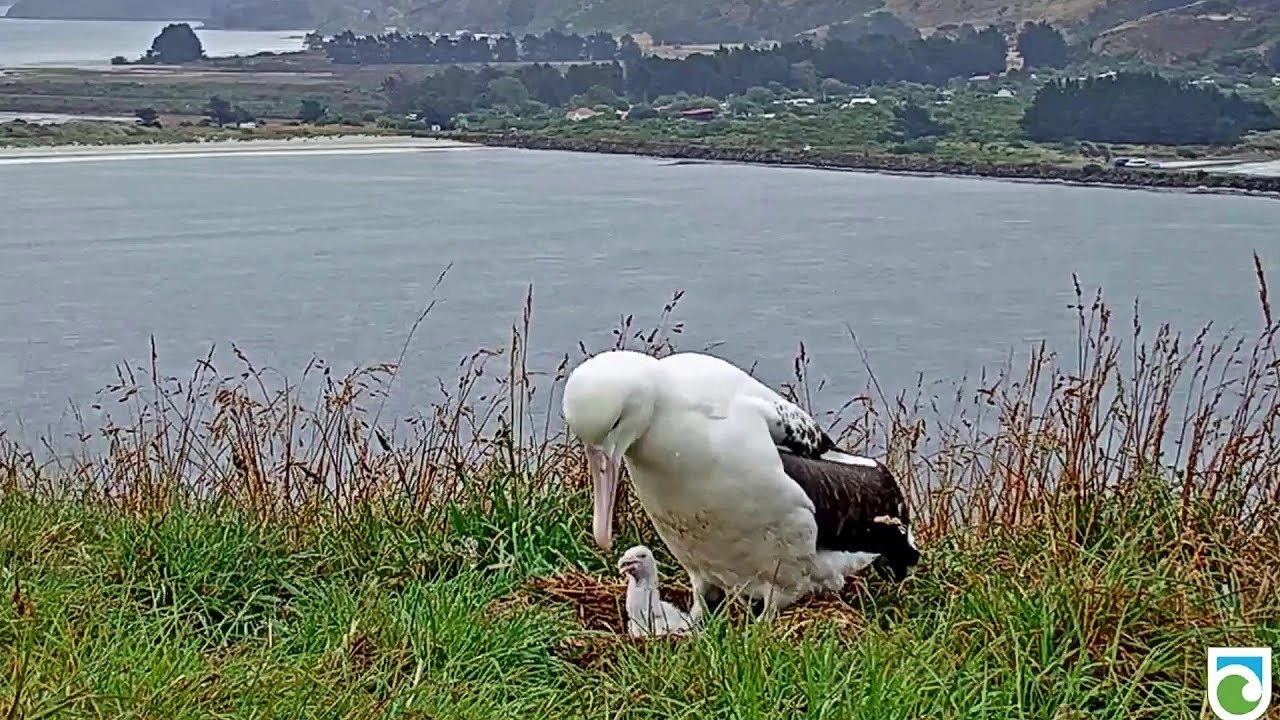 New Zealand Taiaroa~Dad encouraging chick to eat~7:38 PM 2020/02/02