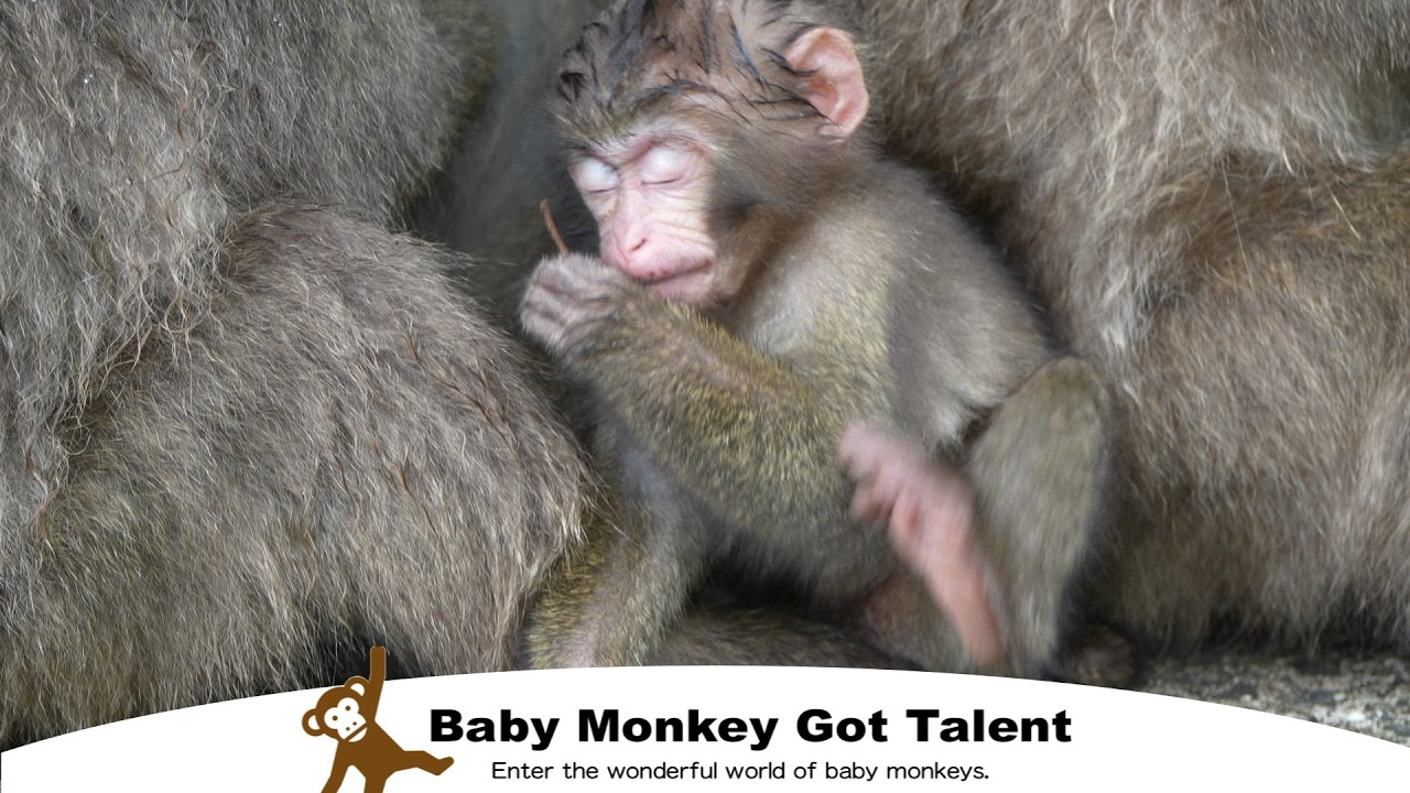 Я наблюдал за обезьянами, но они наблюдали за мной! / monpai monyet baby monkey