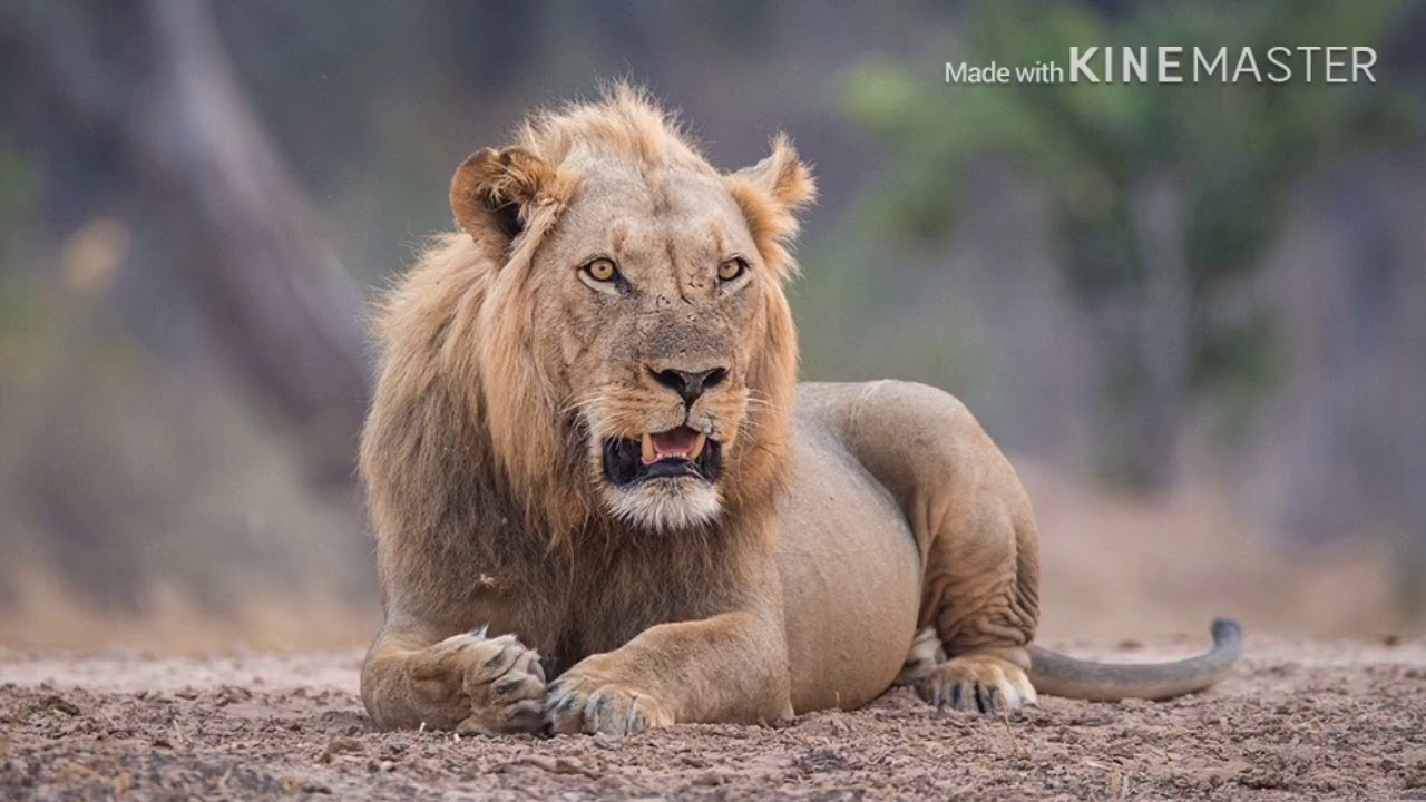 Ma Vlast The Moldau | The River