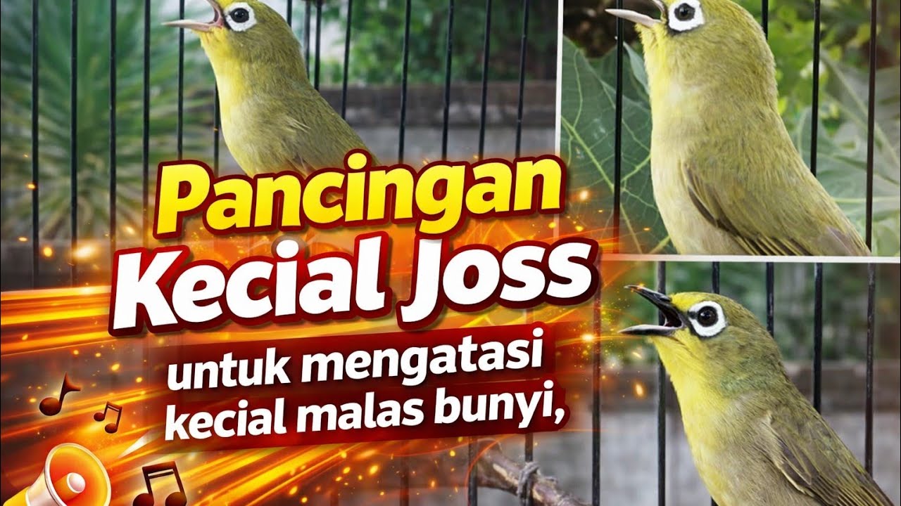 Pancingan Kecial Jos Untuk Mengatasi Burung Malas Bunyi