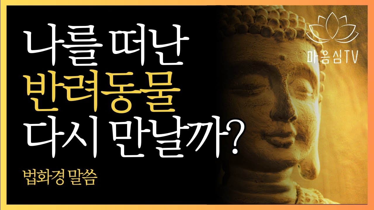 죽은 반려동물, 다시 만날 수 있을까? | 부처님이 밝힌 동물의 불성과 윤회