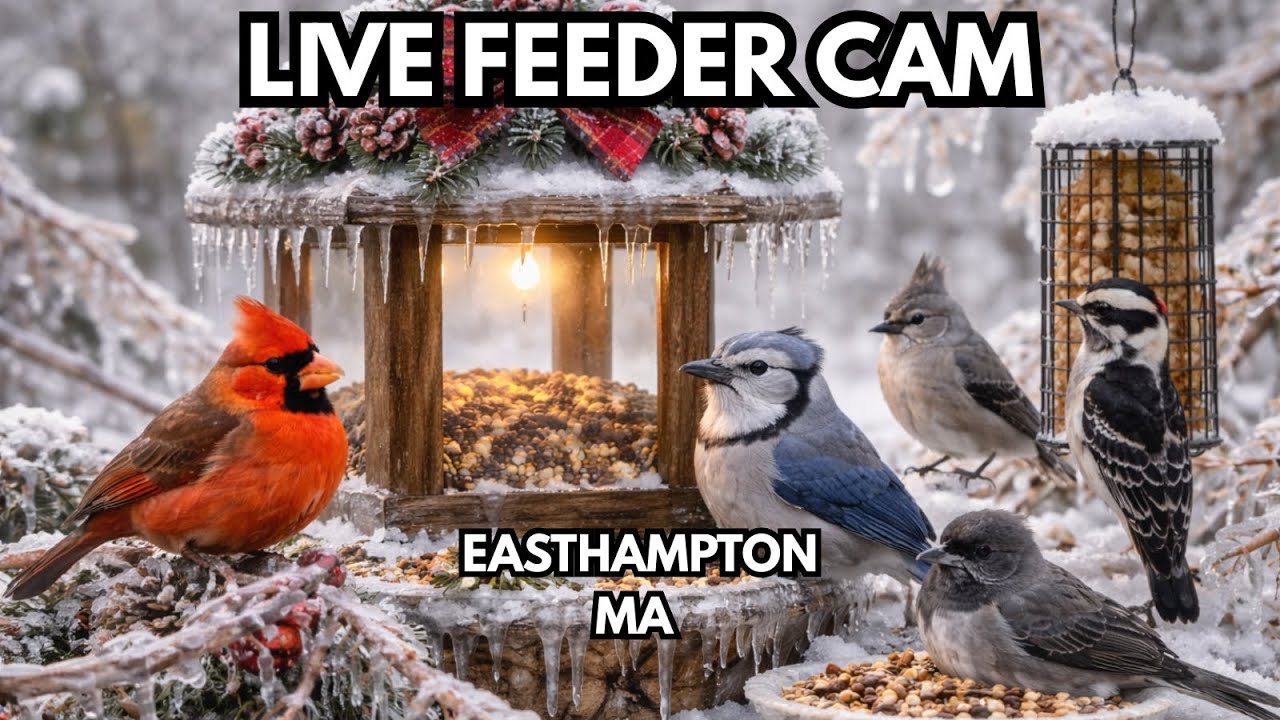 LIVE FEEDER CAM – Recovering After the Ice | Easthampton, MA (Dec 30)