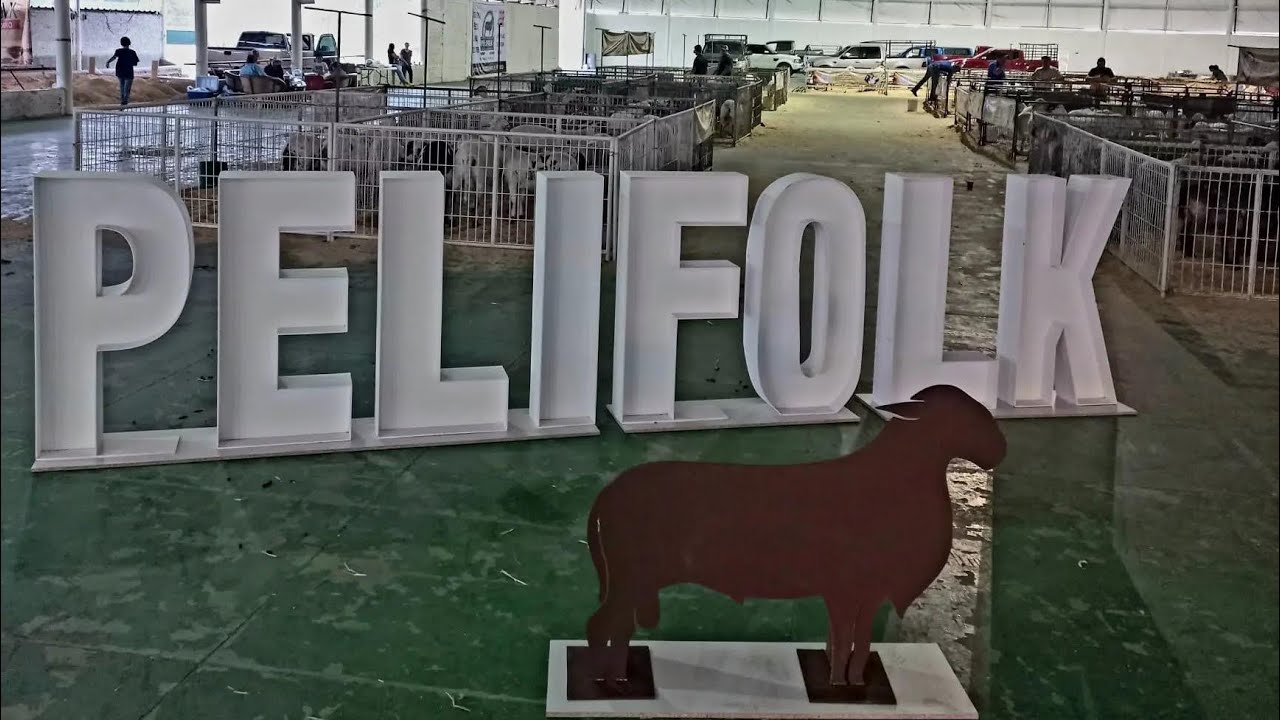 6ta Muestra Nacional 🇲🇽 De Ovinos PELIFOLK | Raza Premium | Zapotlanejo | Ganaderos | Ovinos