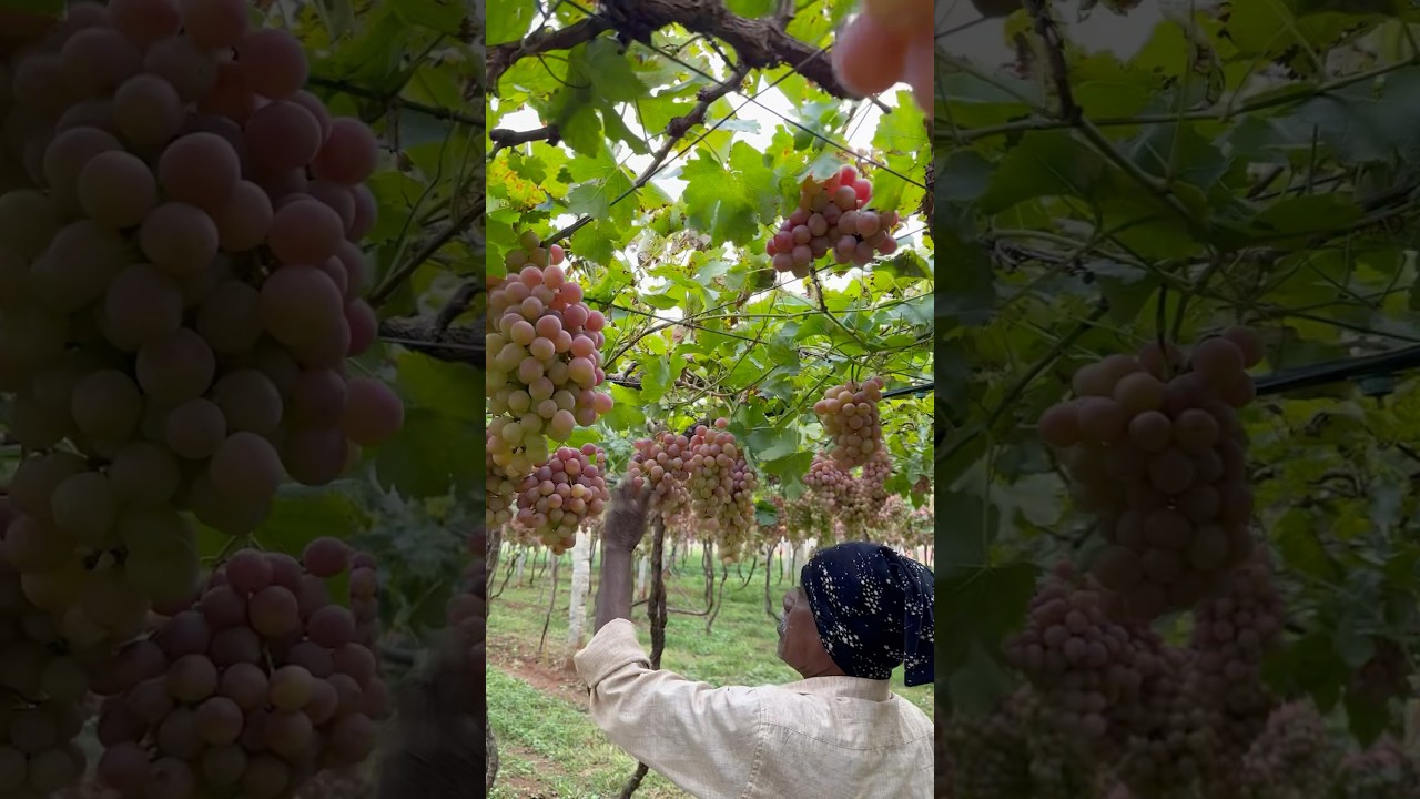 Red grapes grapegarden cuttingfruit #redgrape #harvesting #grape #shorts #short #grapegarden
