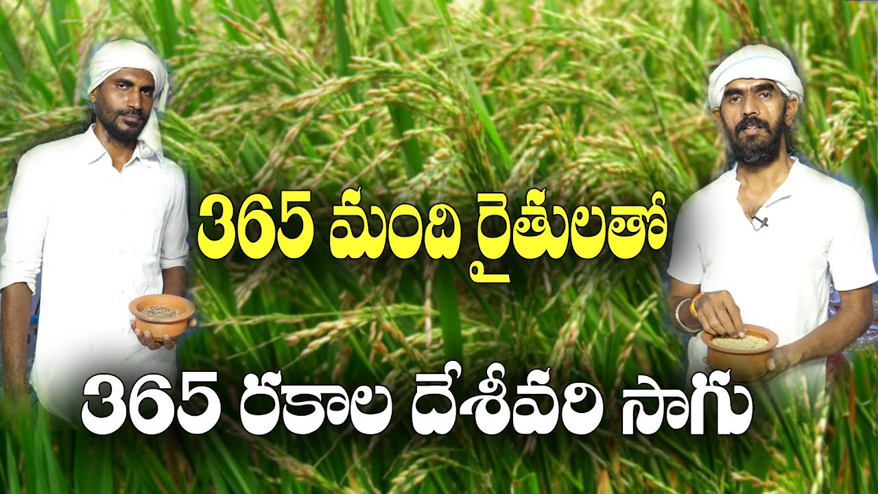 365 ఎకరాల్లో.. 365 రకాల దేశీ వరి || Native Paddy Seed Development || Bapanna