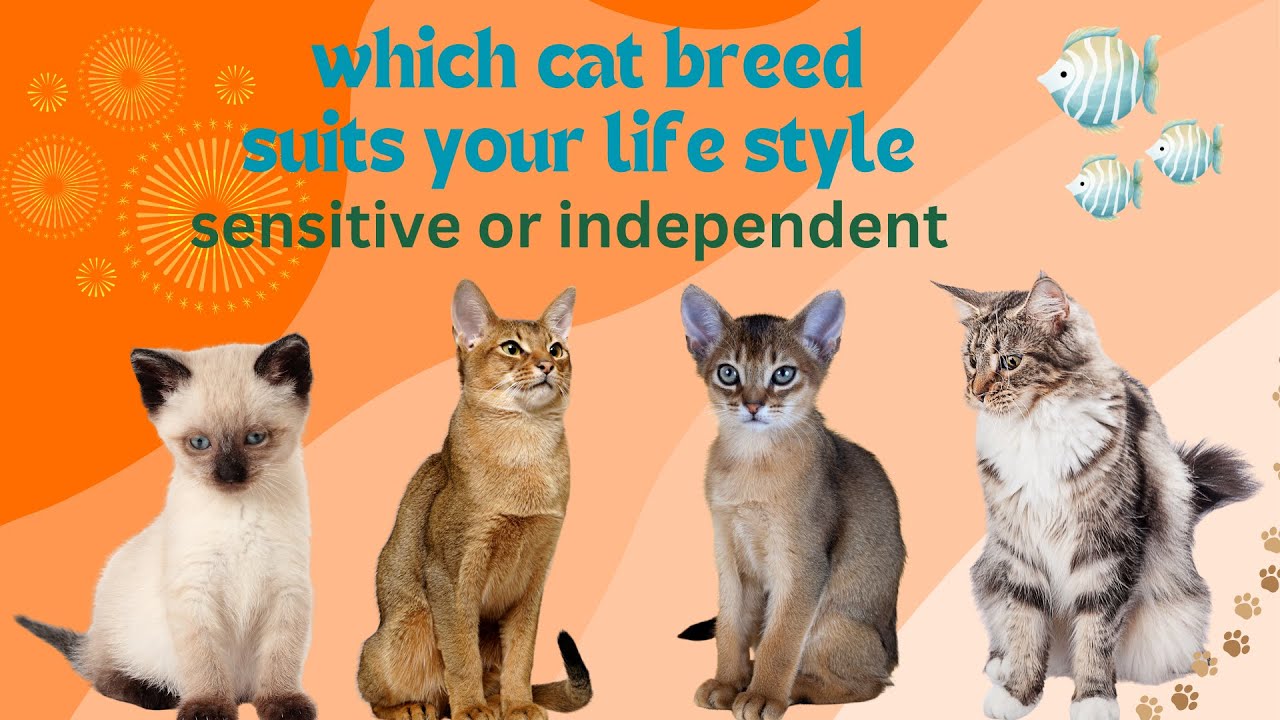 WHICH CAT BREED SUITS YOUR LIFESTYLE