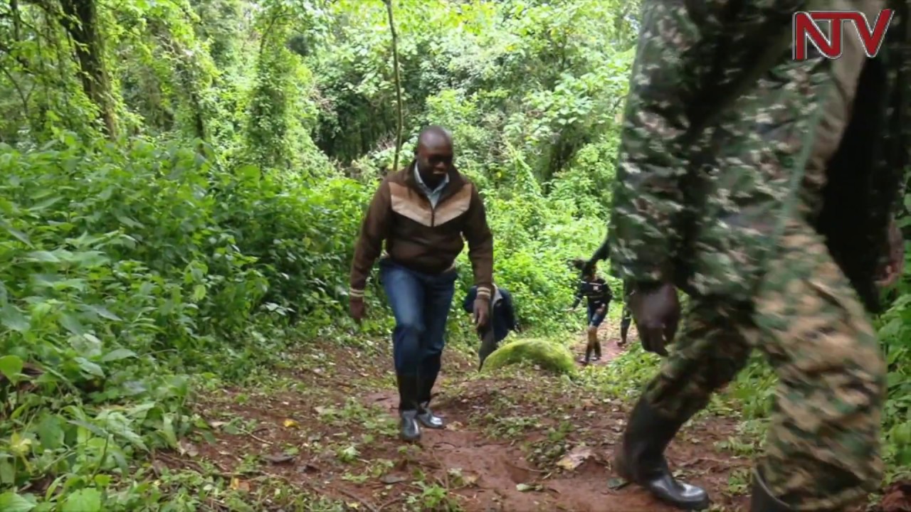 NTV GREEN: Exploring Kapchorwa's Kapkwai forest