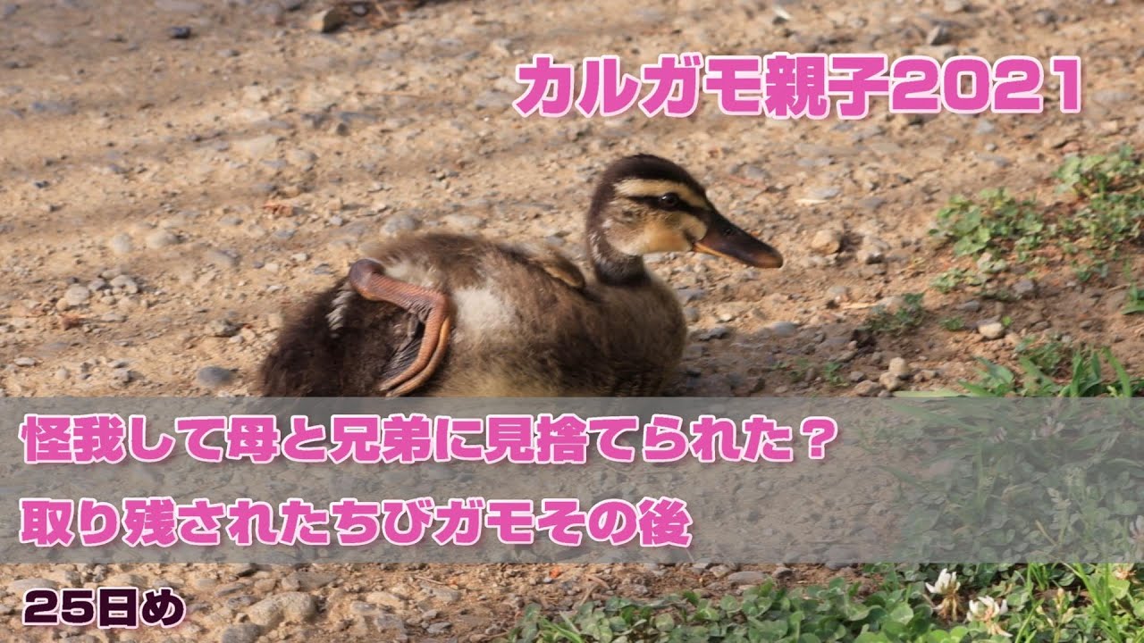カルガモ親子2021　怪我して母と兄弟に見捨てられた？ちびガモその後　ヒナお目見え25日め　2021年5月16日
