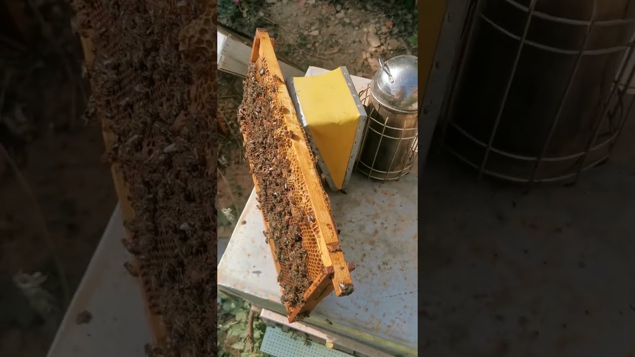 الأمهات الكاذبة