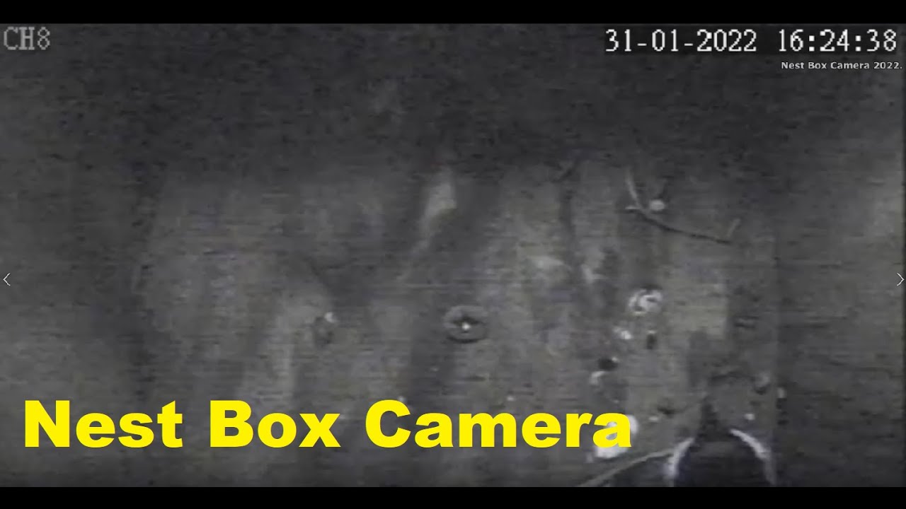Nest Box Camera - 31.01.2022.