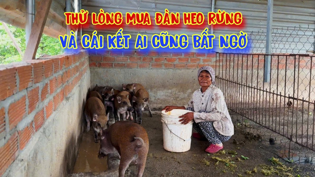 ĂN NGỦ chuồng heo, để TỒN TẠI, người phụ nữ ƯỚC MƠ có cơm gạo ăn là đủ - tập 1159