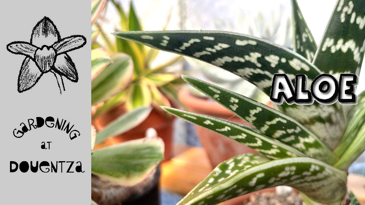 My Aloe Collection & How I Grow Them