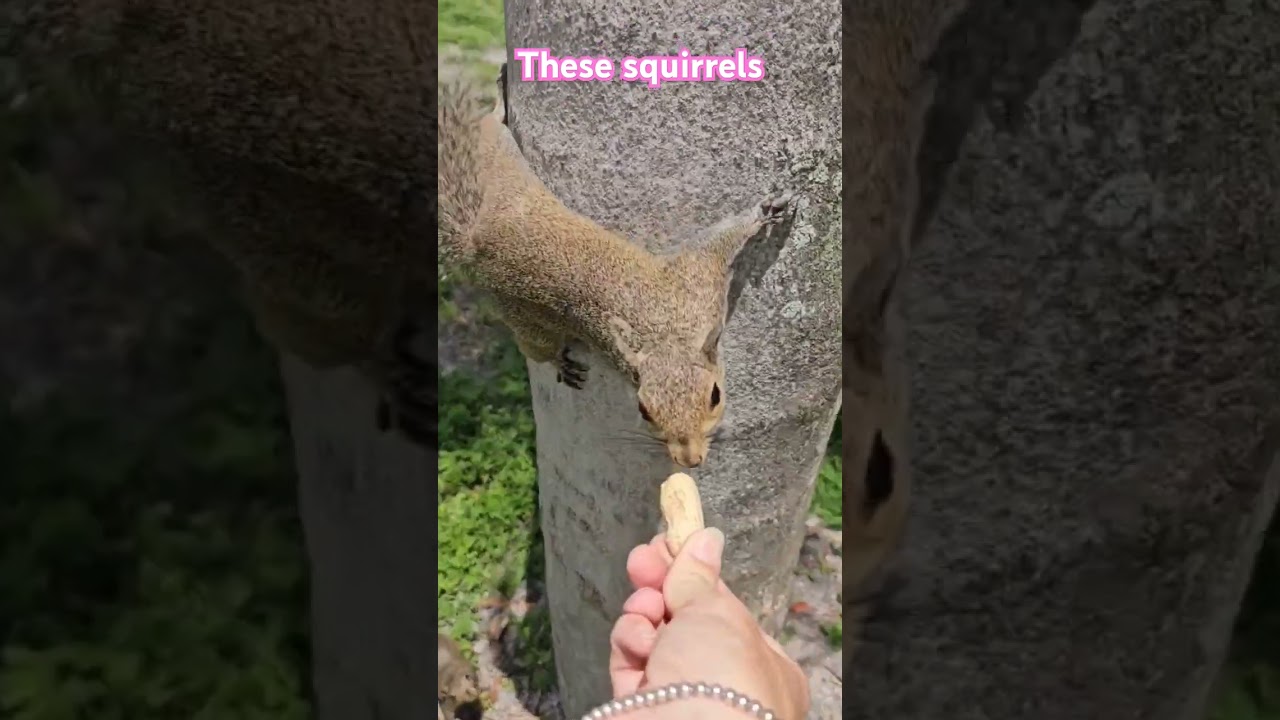 🥜🐿 these squirrels are so chill #squirrel #cuteanimals #stpetersburgflorida #squirrelfeeding #cute