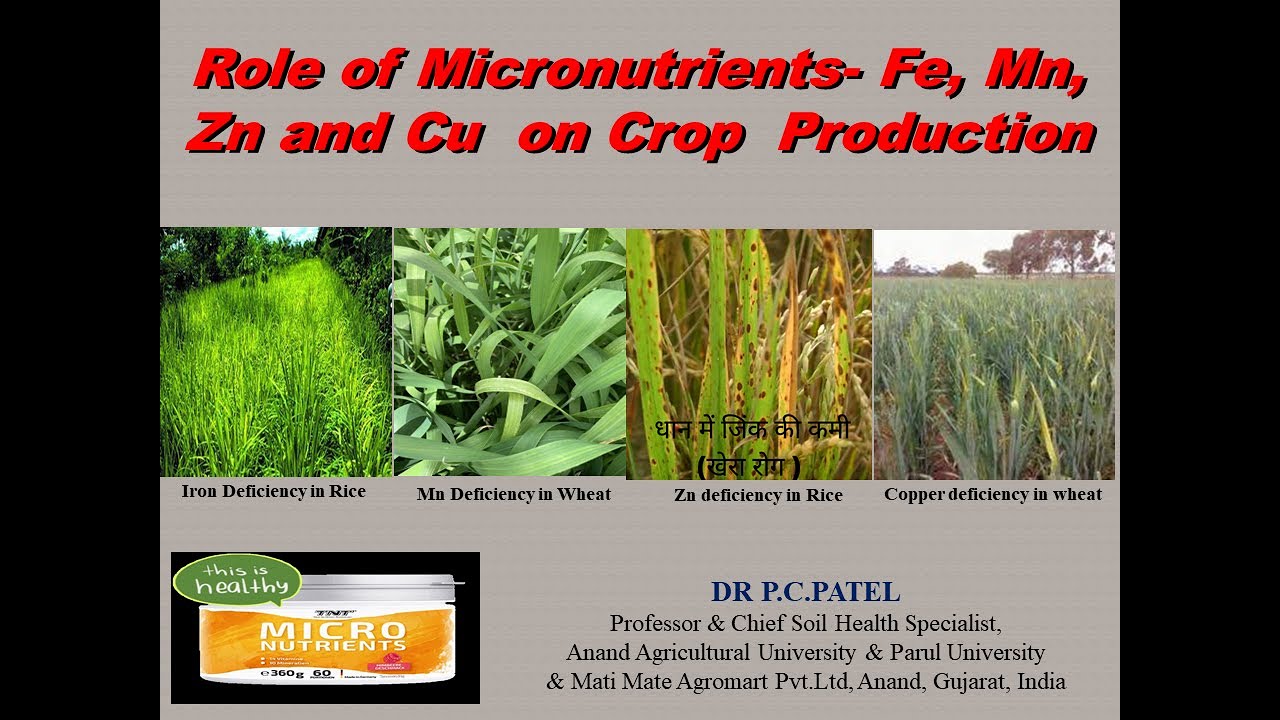 Role of Micronutrients- Fe, Mn, Zn, and Cu in Crop Production -Dr P. C. Patel