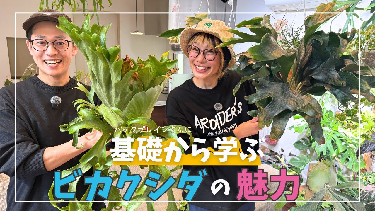 基礎から学ぶ ビカクシダ(コウモリラン)の魅力  Learn from the Basics　Attraction of Platycerium
