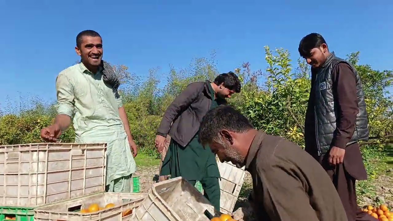 Sargodha Malti ki katai ki videos🍊🍊