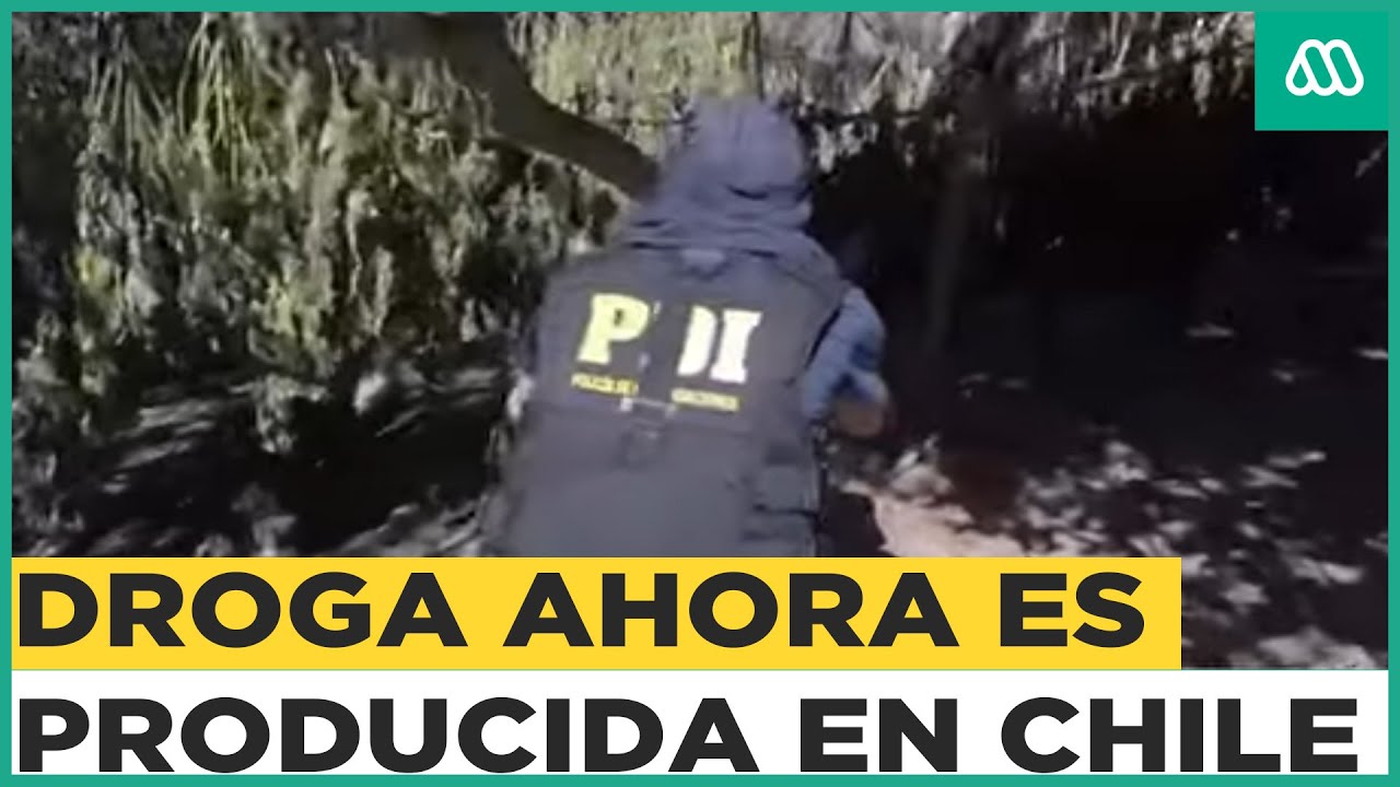 “Made in Chile”: El preocupante aumento de producción y venta de droga nacional