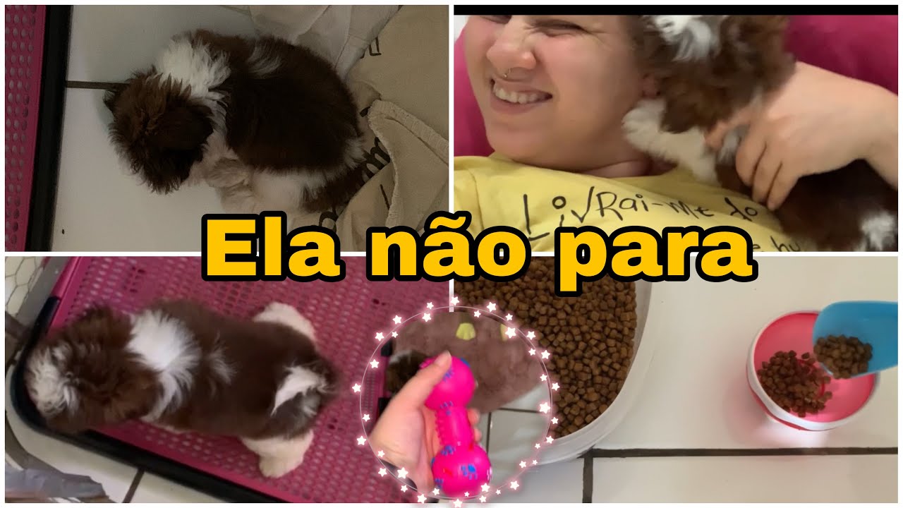 Rotina com shih tzu 🐶