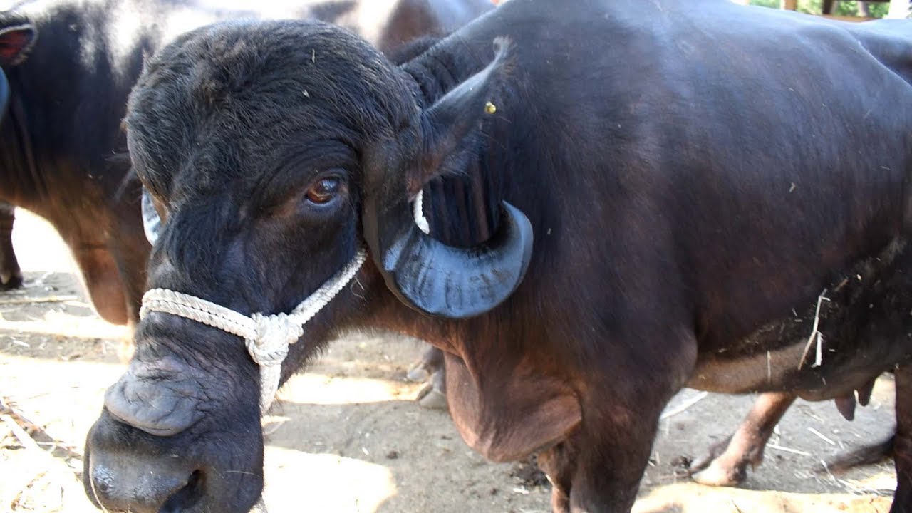 अमरेली गुजरात के जाफराबादी भैंस व्यापारी से बातचीत I Jafarabadi Buffaloes from Amreli Gujarat
