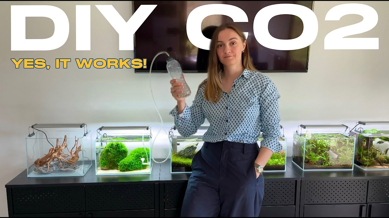 DIY CO2 System 1 Month Update