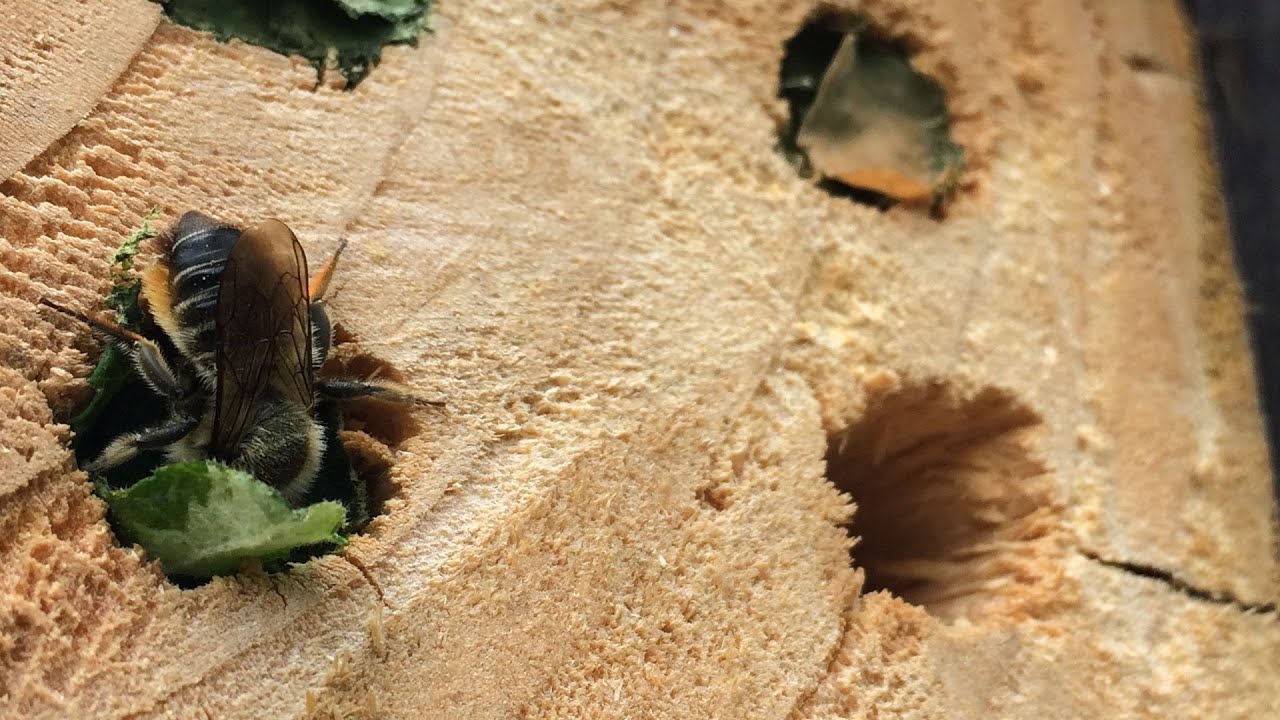 Making nest boxes for our Solitary Bees !