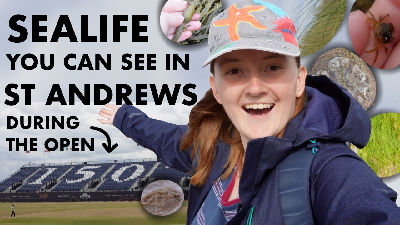 Marine biologist guide to beach walks and sealife you can see in St Andrews for 150th Open!