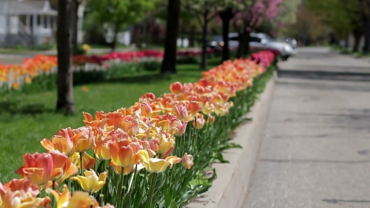 2023 Tulip Lanes: Holland Michigan