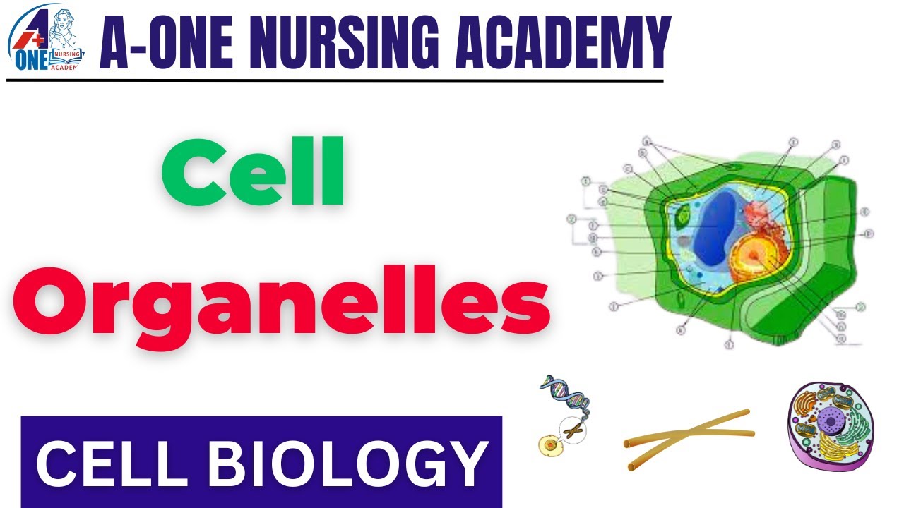 Cell Organelles BY CHETNA MAM || HUMAN CELL || Organelles