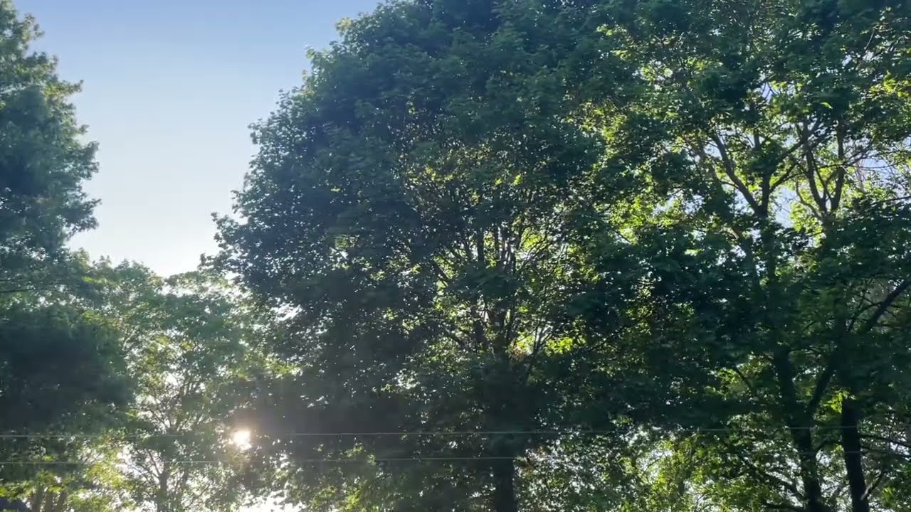 🎶  Frederic Chopin Nocturne in B flat minor Op 9 no 1 | Classical Music & Forest | Meditate & Relax