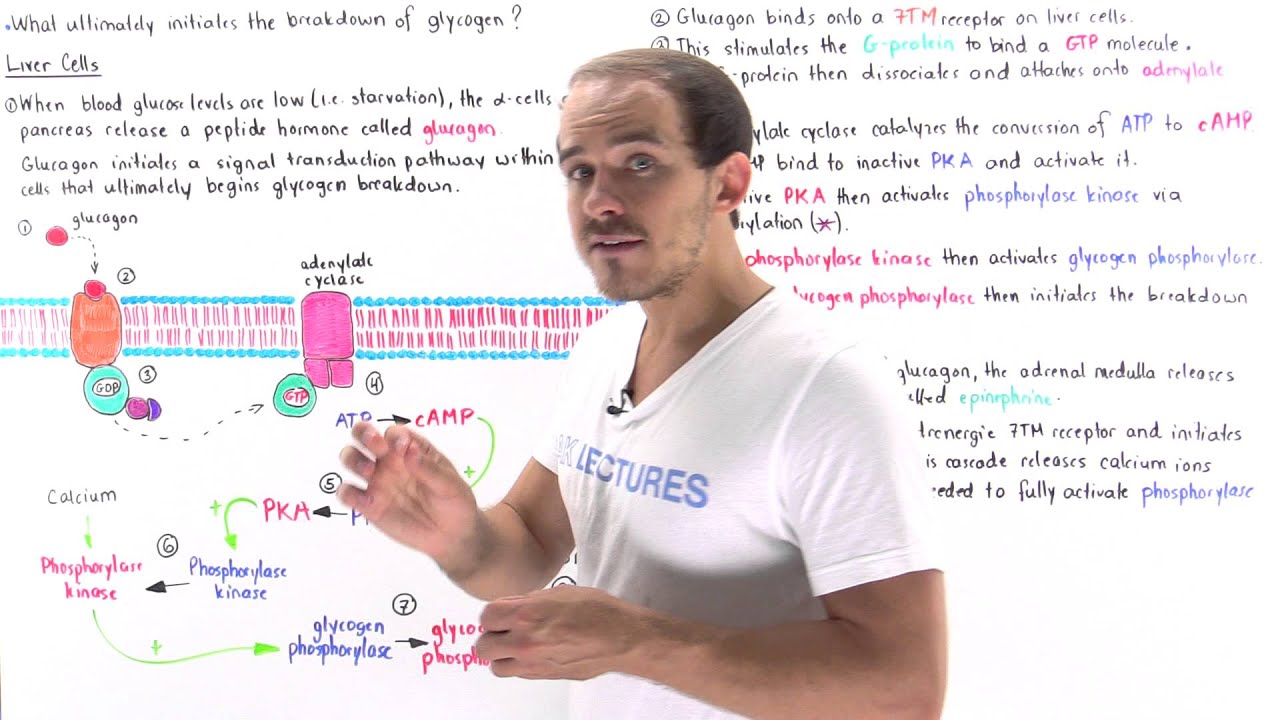 Glucagon Signal Pathway