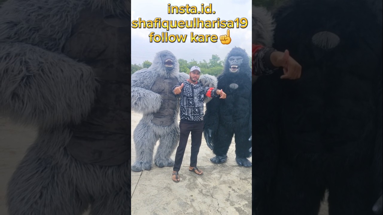big gorilla 🐒 in akot || #funny #shorts #shortsfeed #youtubeshorts #monkey