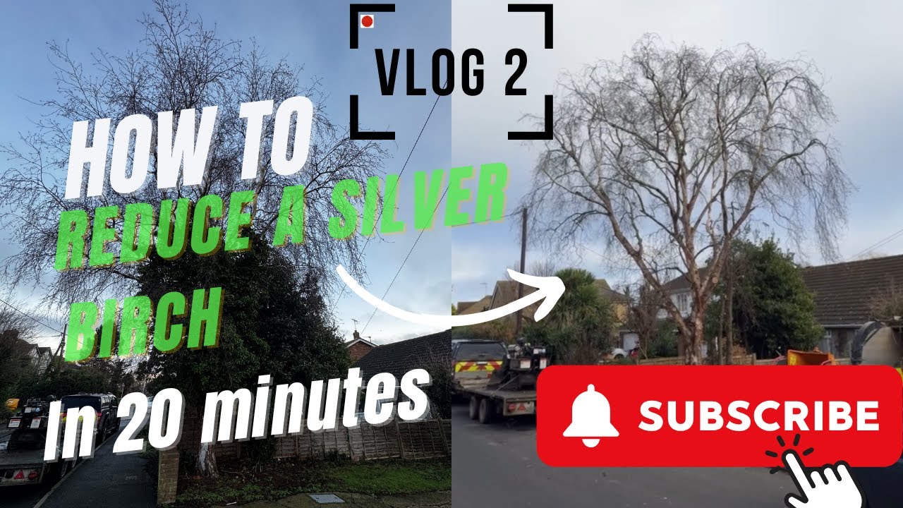 How to prune a silver birch in 20 MINUTES!