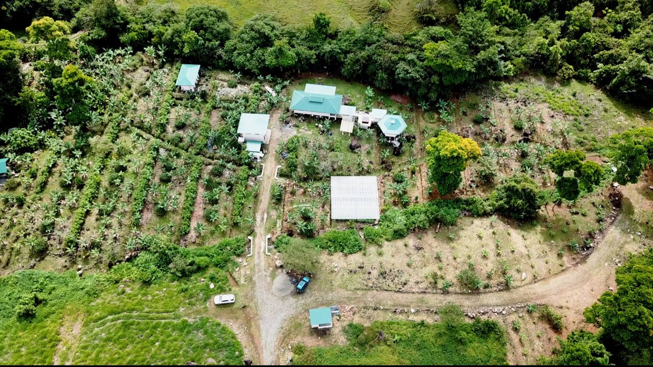 Creating a Dreamy Homestead in Costa Rica: Shocking Abundance In Only Months of Growth!