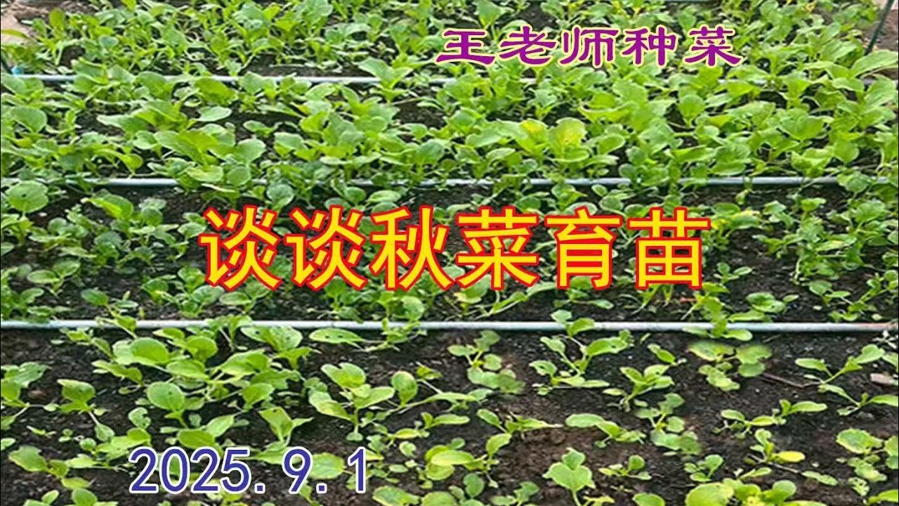 谈谈秋菜的育苗