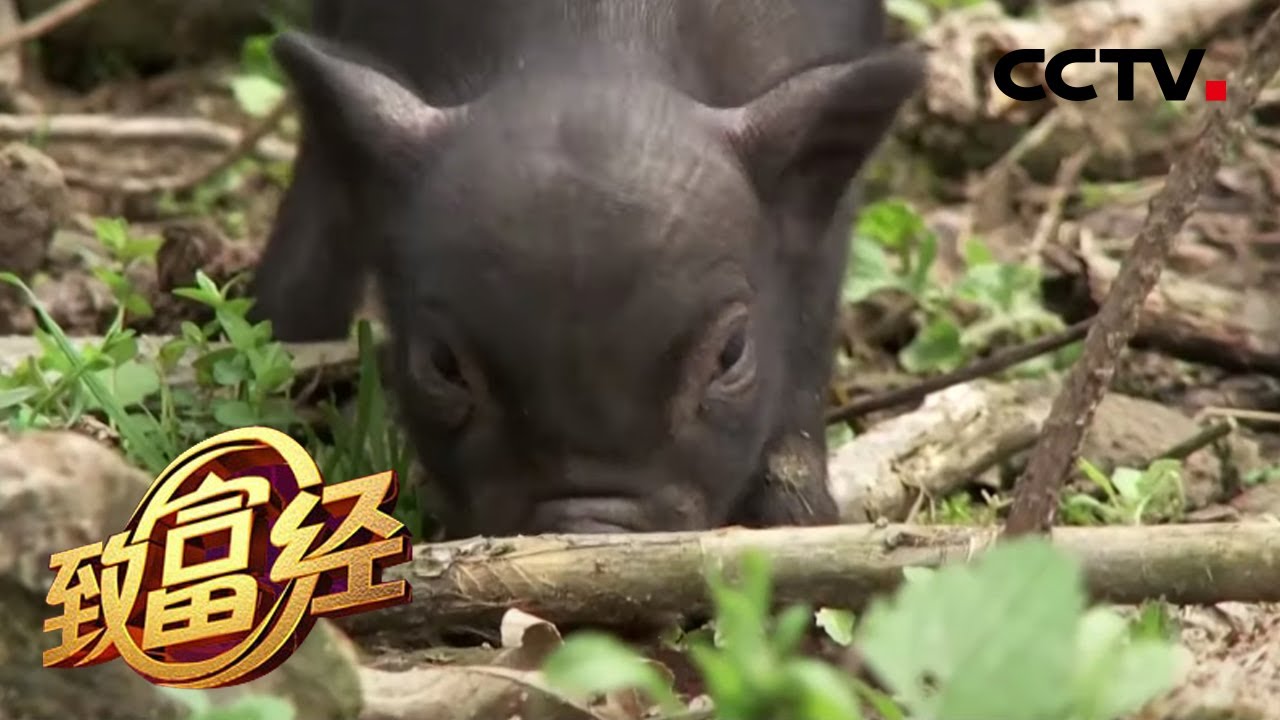 《致富经》香猪致富 种养一体奔大路 20200414 | CCTV农业