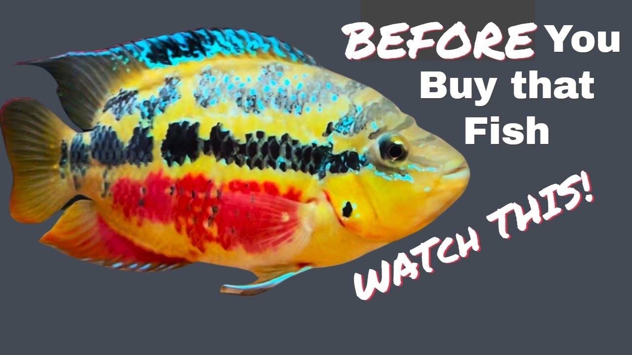 10 Tips to Consider BEFORE *IMPULSE* BUYING that FISH!