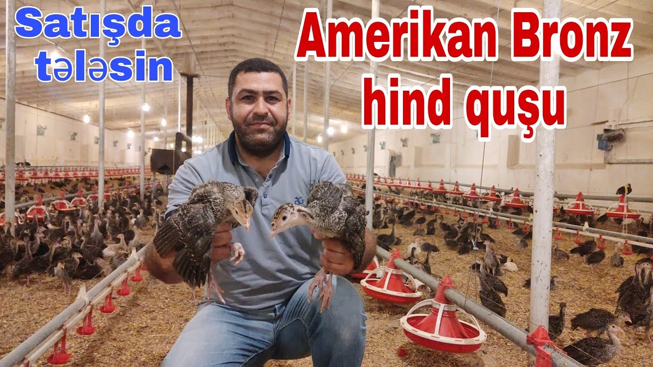 Amerikan Bronz hind quşu cücələri  #hindi #mubarizemintv