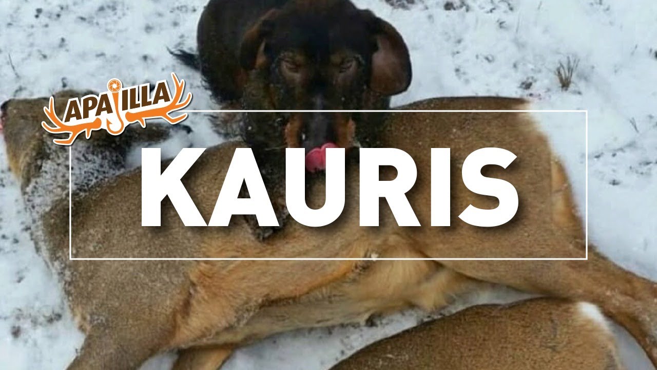 Jakso 3/2019 - Kauris