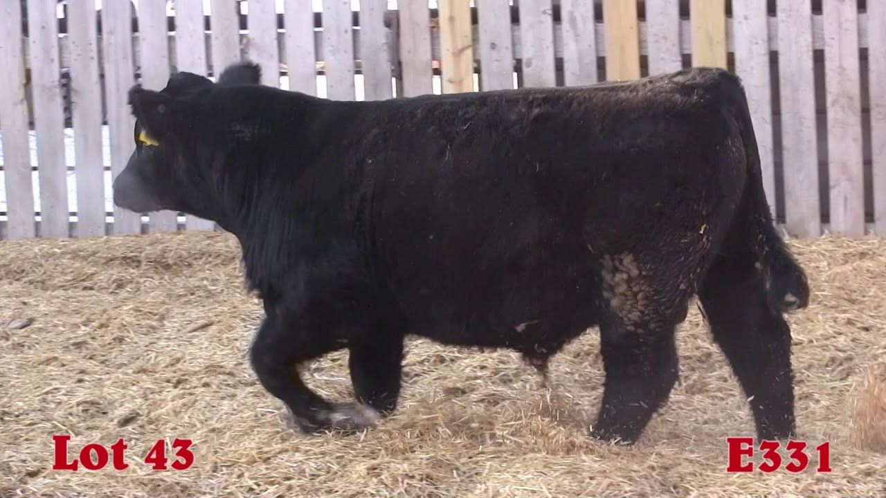43   E331