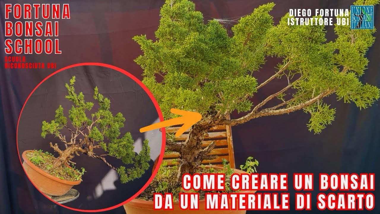 bonsai di ginepro  da materiale di scarto.