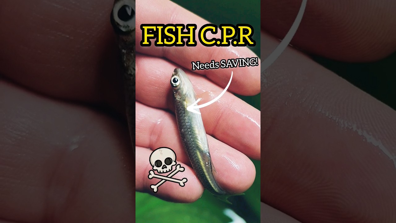 FISH CPR 3! They are NOT actually DEAD! 😱 #shorts