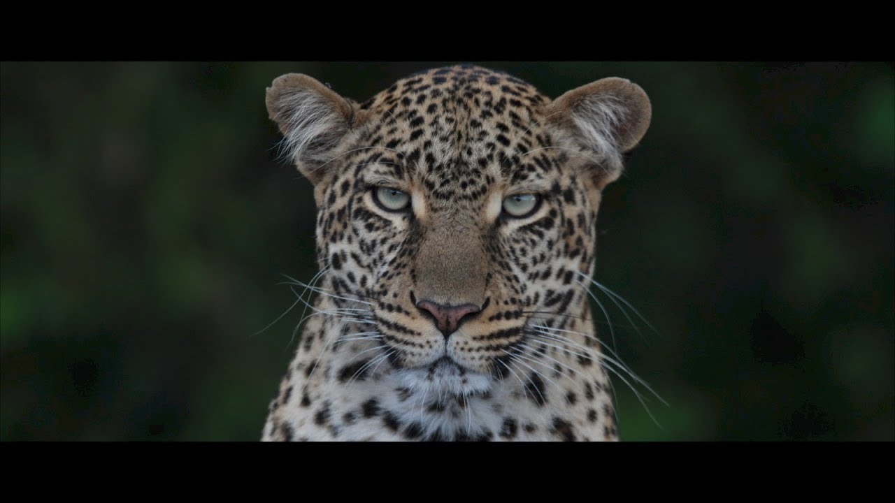Kenia Travelers 2017