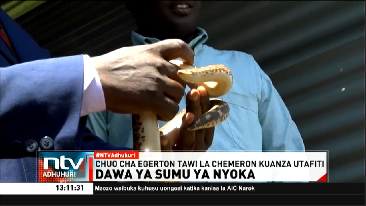 Chuo Kikuu cha Egerton kuanzisha utafiti wa kutengeneza dawa ya sumu ya nyoka