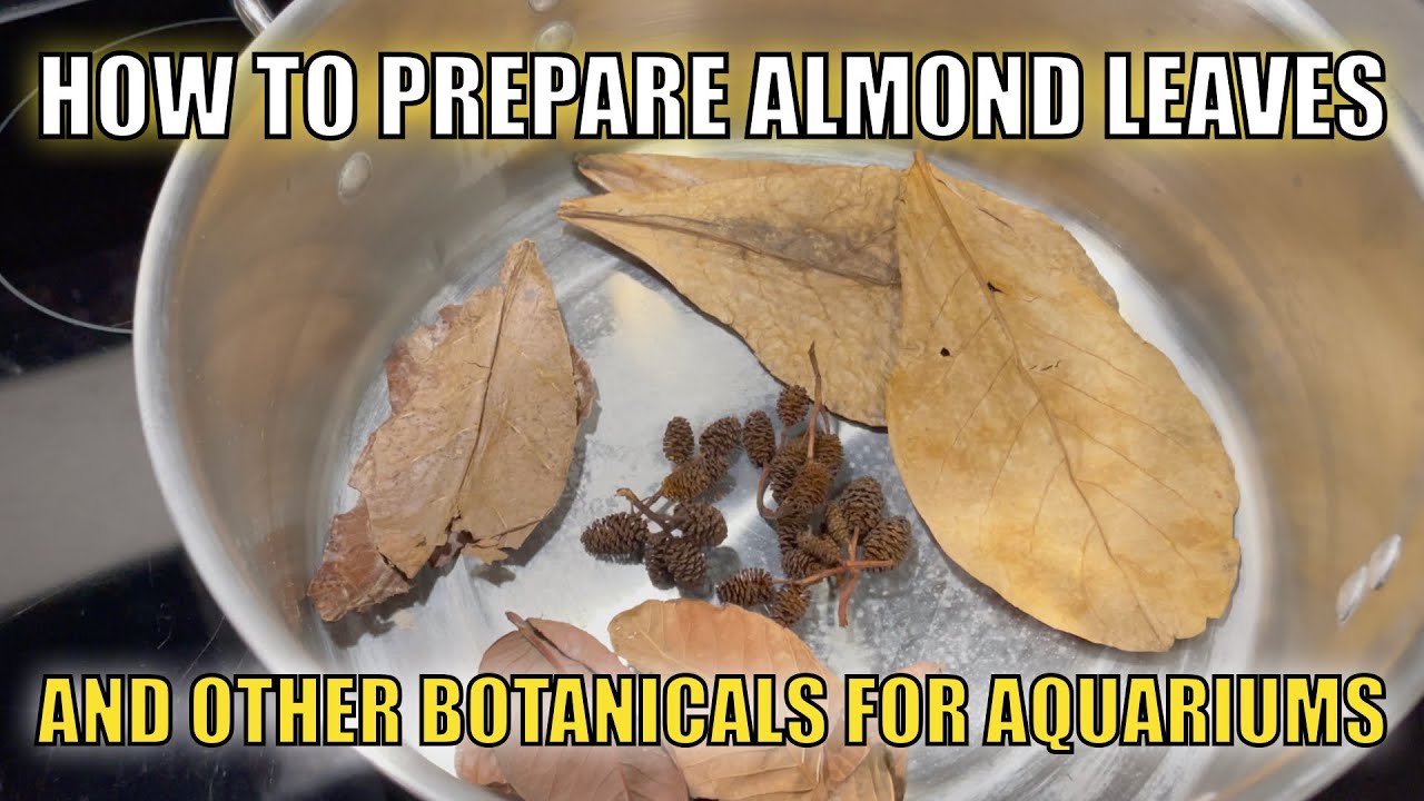 Preparing Indian Almond Leaves for aquarium