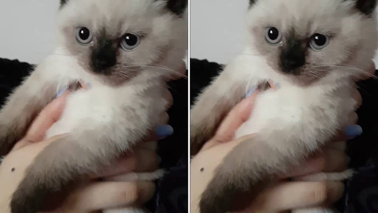 After a tasty meal - British ShortHair Colourpoint Kitten